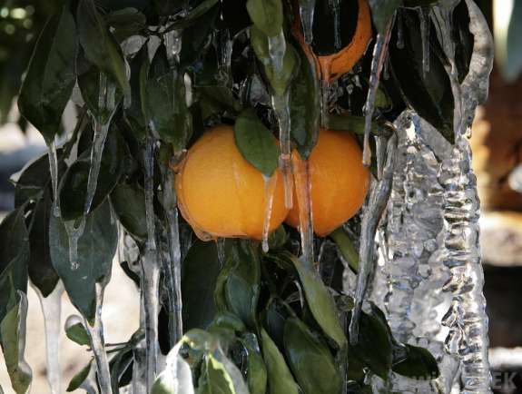 File photo: Florida navel orange tree coated in ice