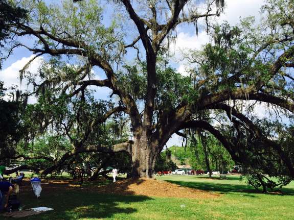 The live oak at Constitution Green, Thornton Park. Photo: Catherine Welch, WMFE