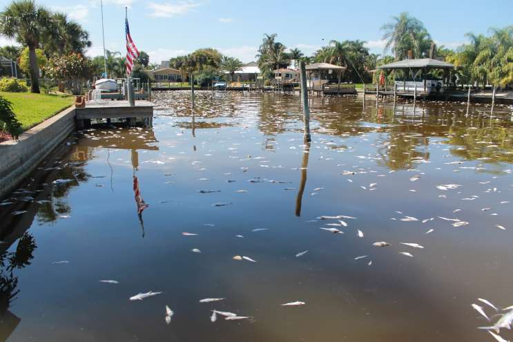 Triathlon To Proceed Weeks After Indian River Lagoon Fish Kill ...