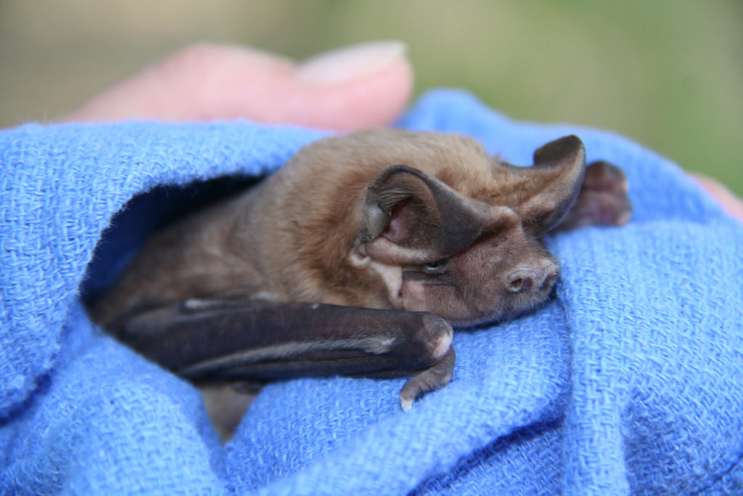 Make Room For Baby…Bats! Roosts Protected In Florida Starting This Week