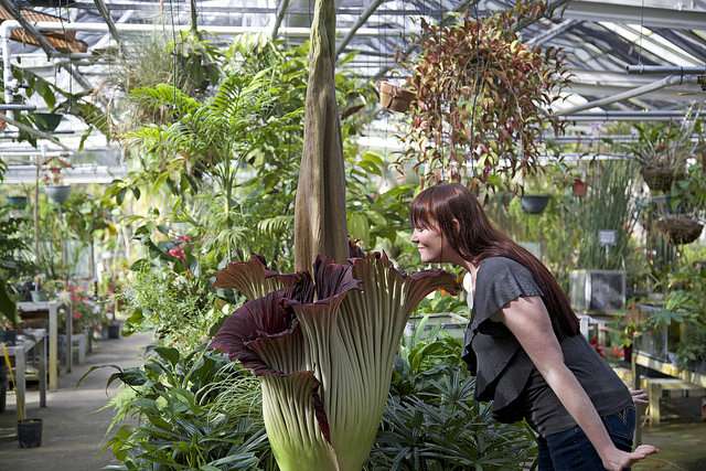 Rare Corpse Plant To Bloom Soon In Central Florida - Central Florida ...