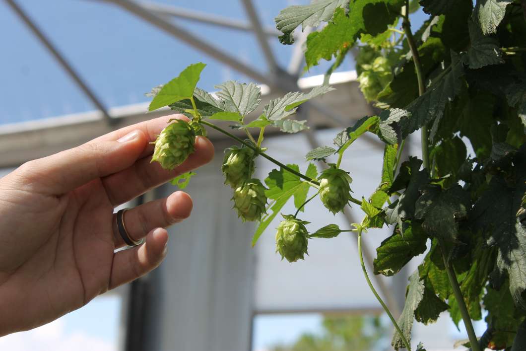 Brian Pearson is figuring out just how well hops will grow at the University of Florida's research center in Apopka. Photo: Matthew Peddie, WMFE