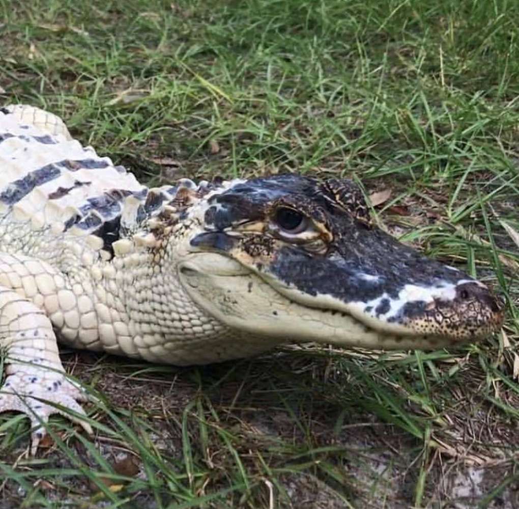 swamp-brothers-looking-for-their-gator-named-snowball-central