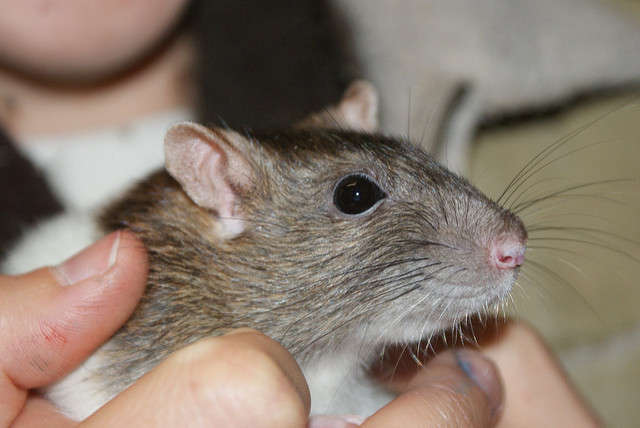 Infected urine from rats and other animals like dogs and cows can spread the disease. Photo: Flickr Creative Commons