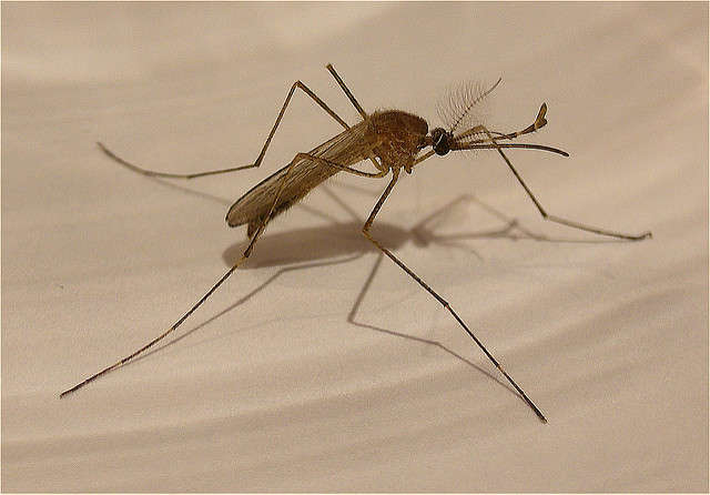 Anti-parasite medicine could be used to stop malaria and Zika from spreading in humans. Photo: Flickr Creative Commons