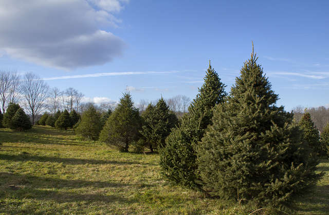 National Christmas Tree Association’s Director Tim O’Connor says there’s a number of factors driving up Christmas tree prices in the state this year. Photo: Flickr Creative Commons
