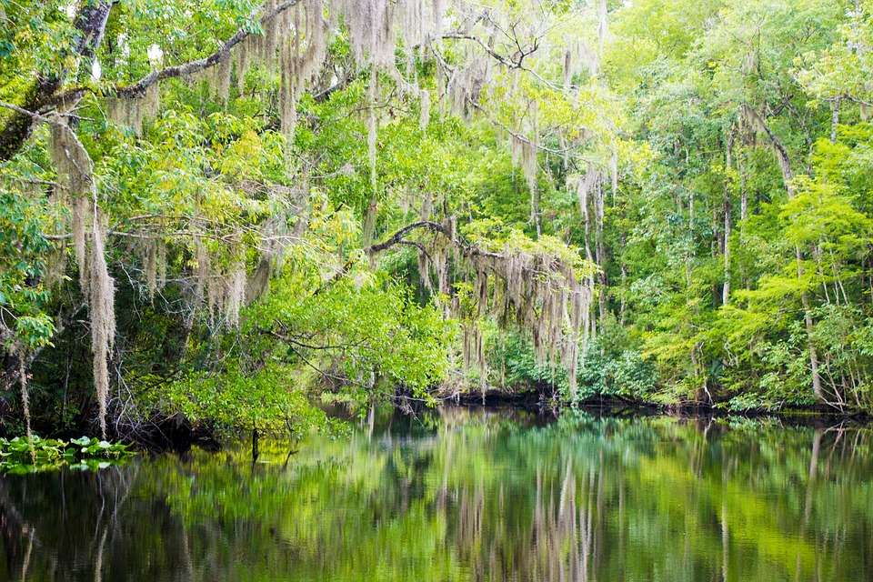Natural Florida landscape image courtesy of Creative Commons Zero (CC0)