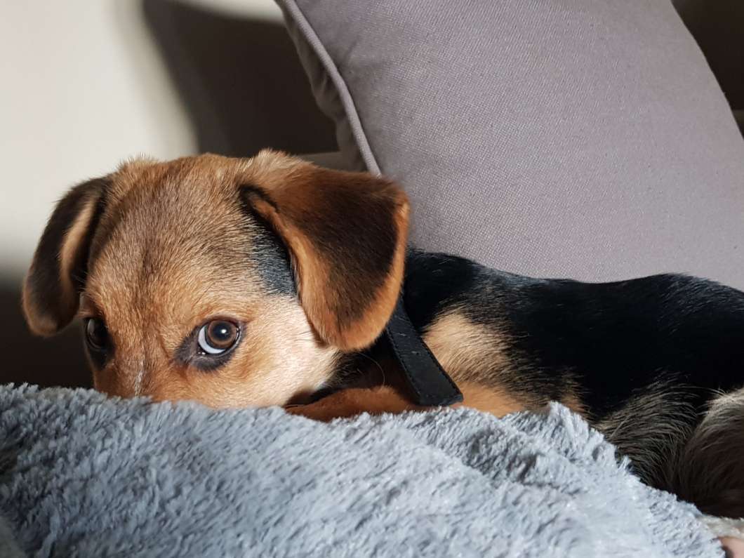 Puppy Dog Eyes