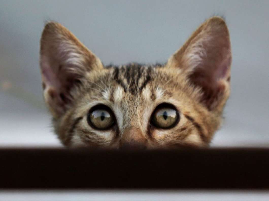 A street kitten looks out from behind a panel of lights in Cyprus in 2018.