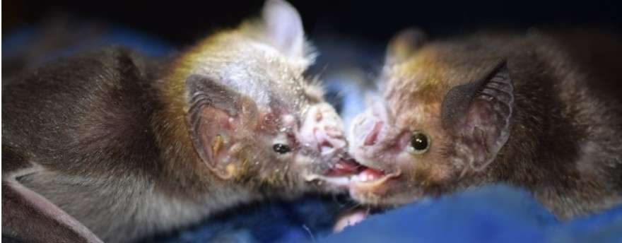 Global Warming, Development Could Bring Vampire Bats to Florida - WMFE