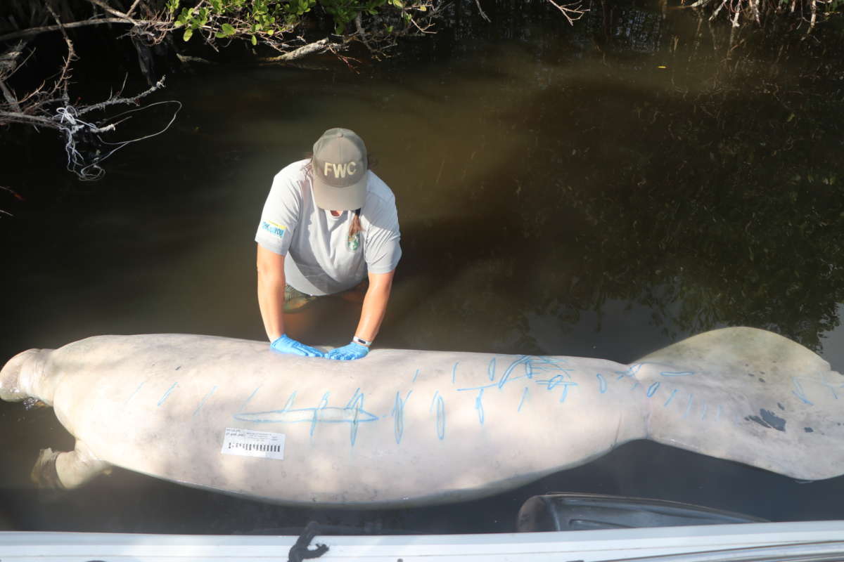 51175575719 3bec96ea2a o In: Another Lawsuit Over Florida’s Ailing Manatees Targets Wastewater Pollution | Our Santa Fe River, Inc. (OSFR) | Protecting the Santa Fe River