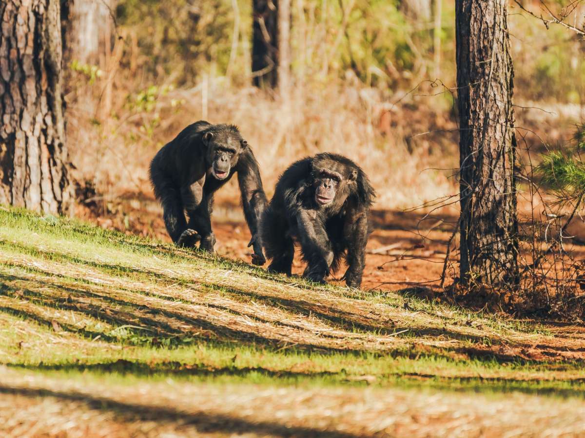 NIH is 'largely finished' moving its former research chimps to a sanctuary - NPR News - Vimarsana News