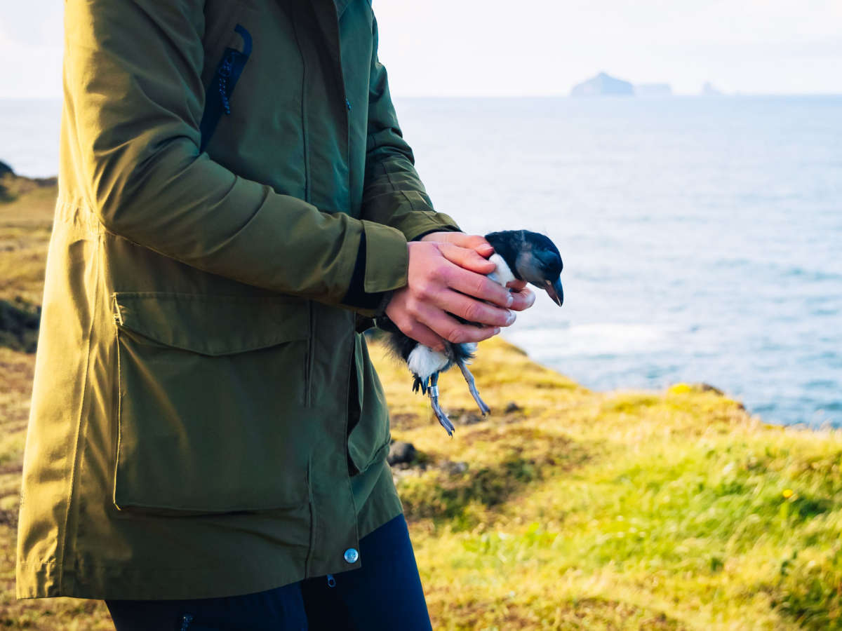 Why it's perfectly normal to see baby puffins thrown off cliffs in Iceland each year - NPR News - Vimarsana News