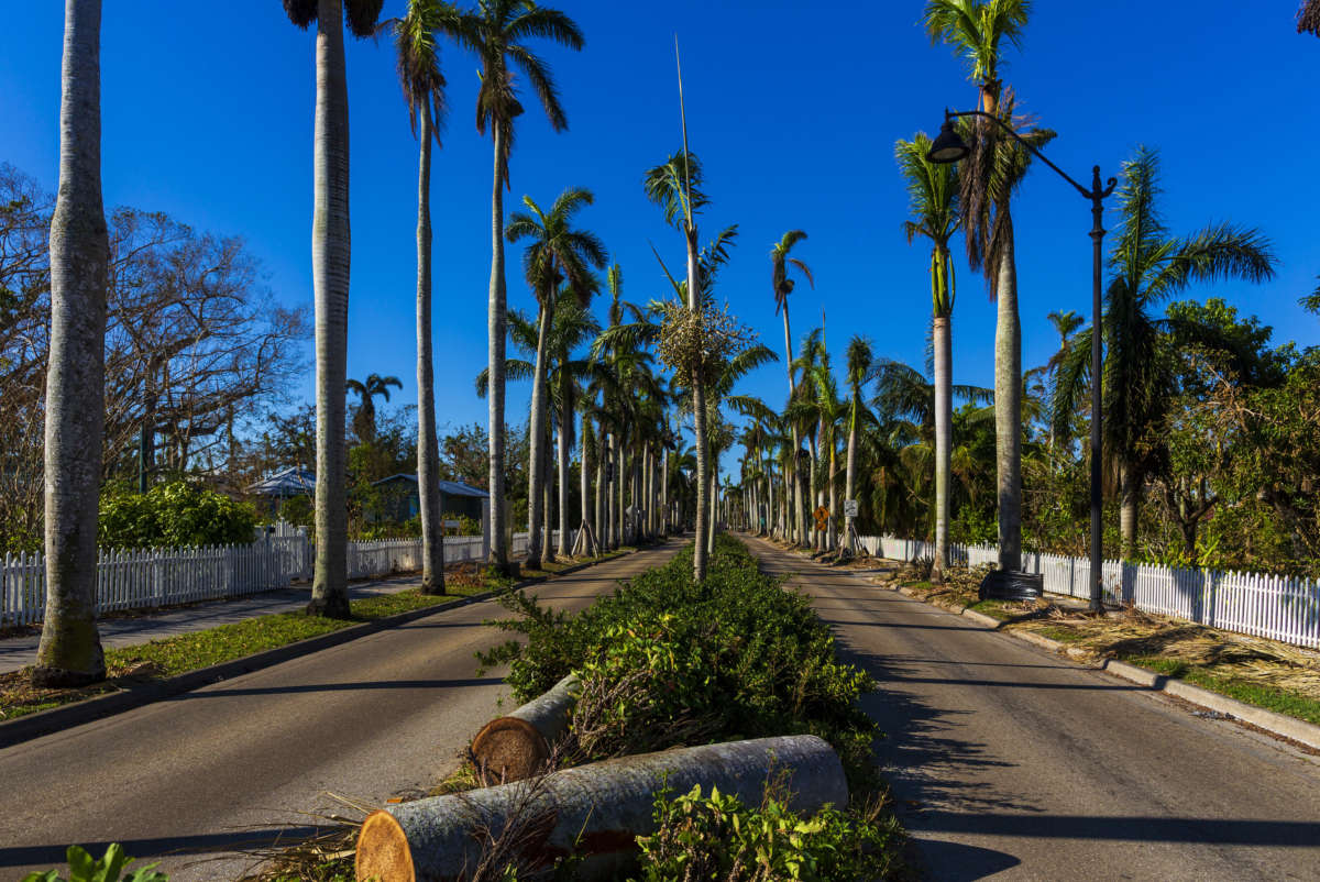 Palm trees in Florida weathered Hurricane Ian's wrath just fine - NPR News - Storms - Vimarsana News