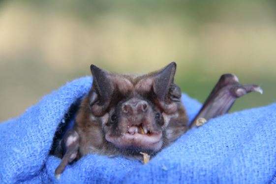 Public comment requested over a revised proposal for critical habitat of endangered bonneted bats - Central Florida News - Environment - Vimarsana News